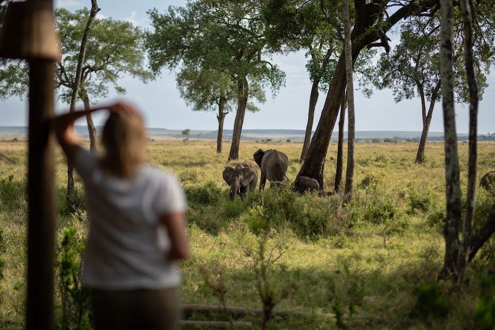 Safari guide observing elephants grazing among savannah trees
